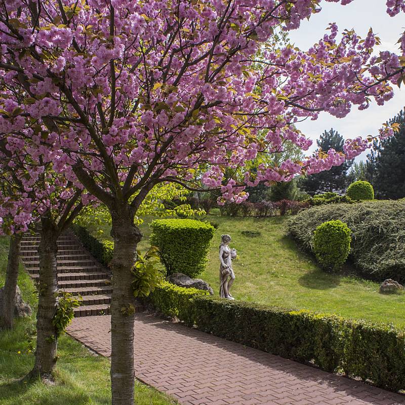 Japanese Garden: Japanese Garden