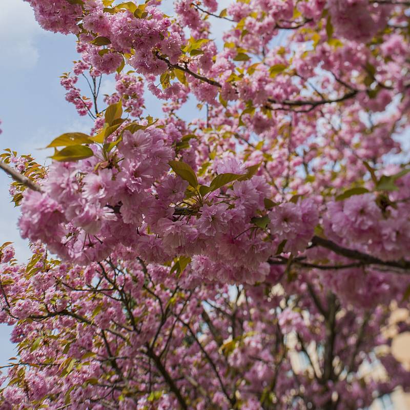 Japanese Garden: Japanese Garden