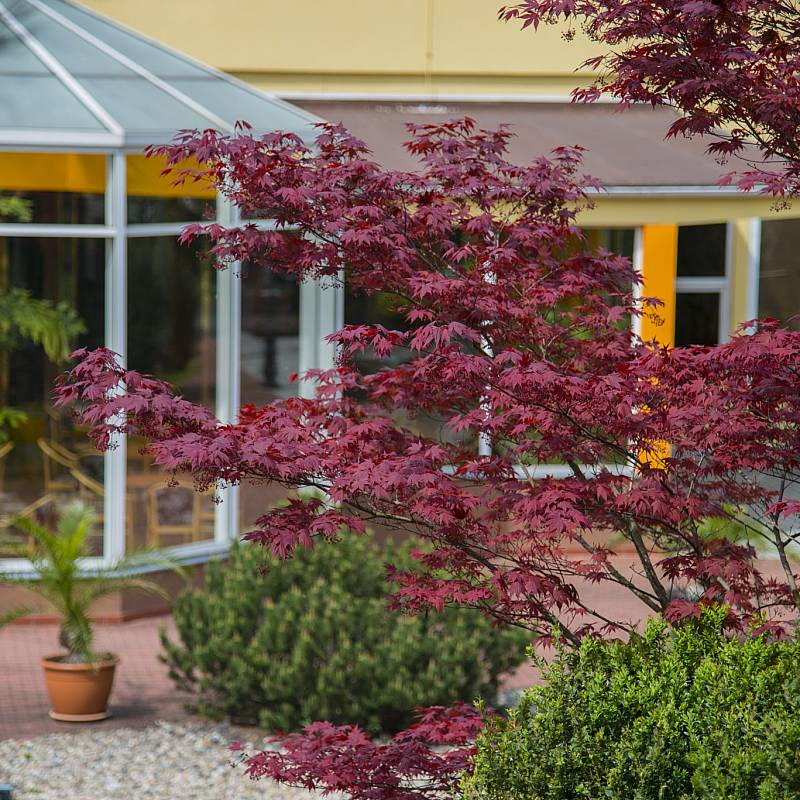 Japanese Garden: Japanese Garden